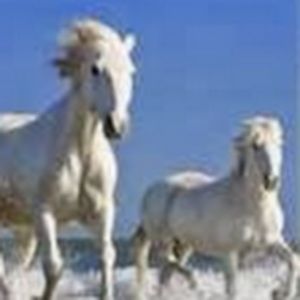 Meet your Posher, Nancie